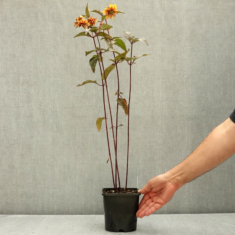 Heliopsis helianthoides Bonfire Sunset 1.5L/2L pot sample as delivered in summer