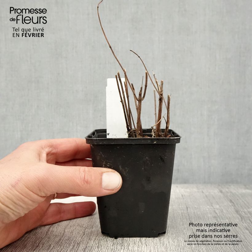 Heliopsis helianthoides var. scabra 'Funky Spinner'®  8/9 cm pot sample as delivered in winter