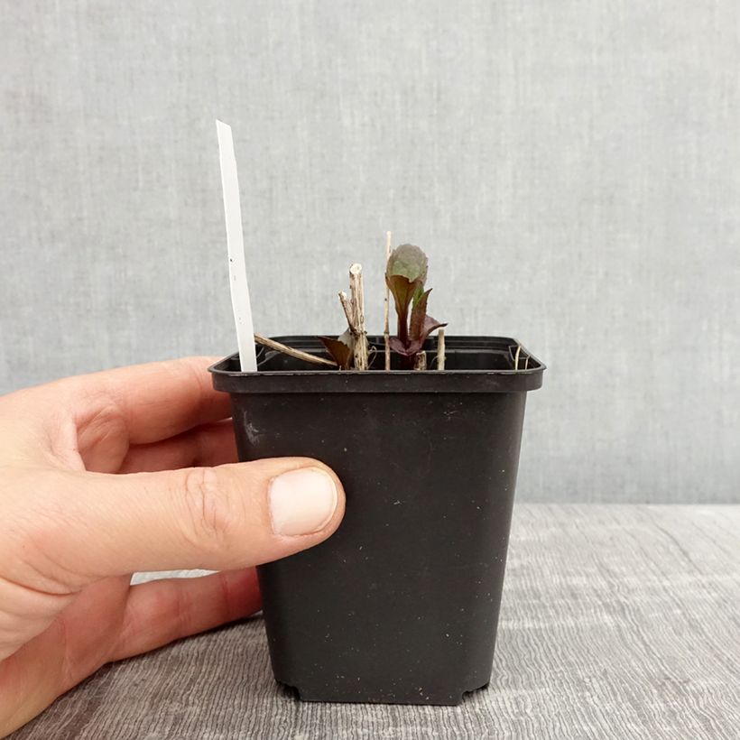 Heliopsis helianthoides var. scabra 'Funky Spinner'®  8/9 cm pot sample as delivered in spring