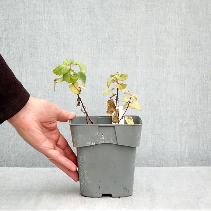 Heliopsis helianthoides var. scabra 'Funky Spinner'®  2L/3L pot sample as delivered in autumn
