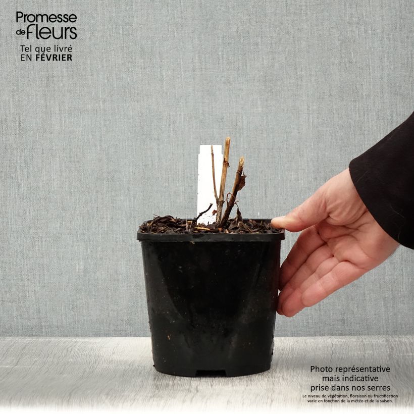 Heliopsis helianthoides var. scabra 'Funky Spinner'®  2L/3L pot sample as delivered in winter