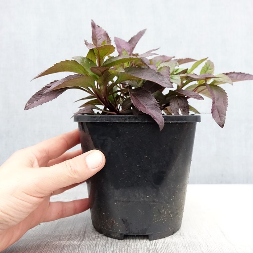 Heliopsis helianthoides var. scabra 'Funky Spinner'®  2L/3L pot sample as delivered in spring