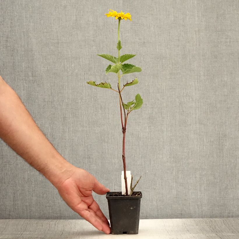 Heliopsis helianthoides Mars 8/9 cm pot sample as delivered in summer