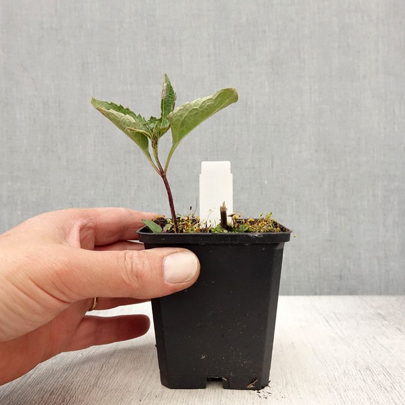 Heliopsis helianthoides Mars 8/9 cm pot sample as delivered in spring