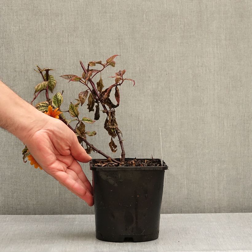 Heliopsis helianthoides Orange Marble 1.5L/2L pot sample as delivered in autumn