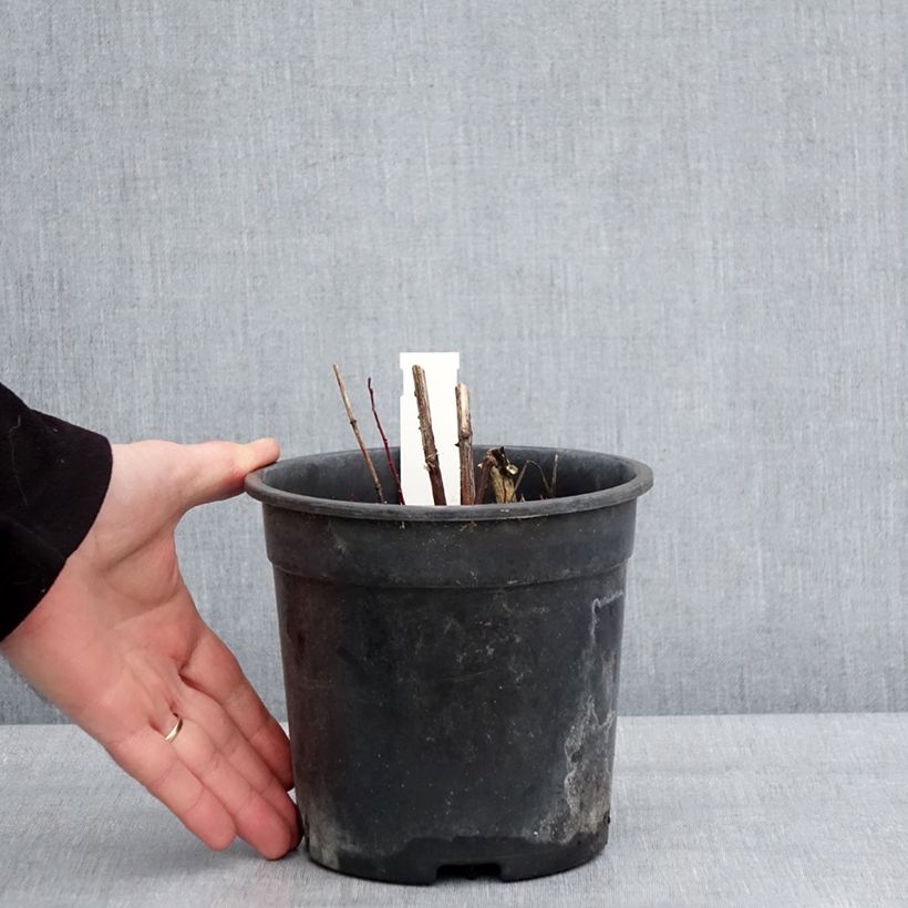 Heliopsis helianthoides Sparkling Contrast 2L/3L pot sample as delivered in winter