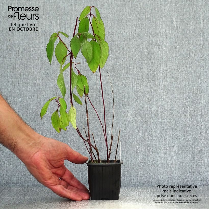 Heliopsis helianthoides var. scabra Summer Nights 8/9 cm pot sample as delivered in autumn