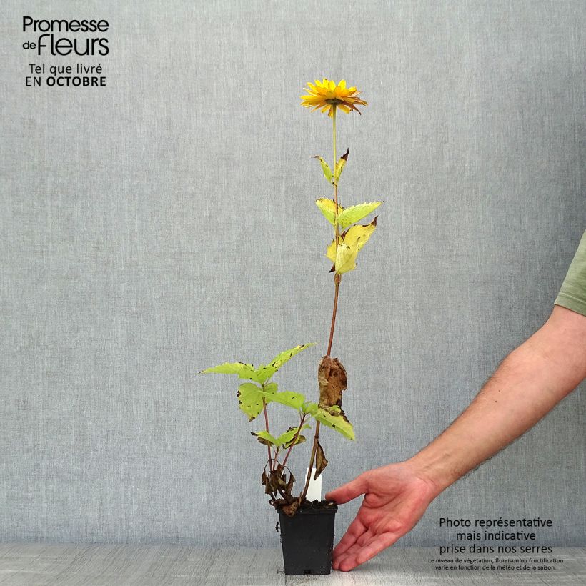 Heliopsis helianthoides var. scabra Venus 8/9 cm pot sample as delivered in autumn