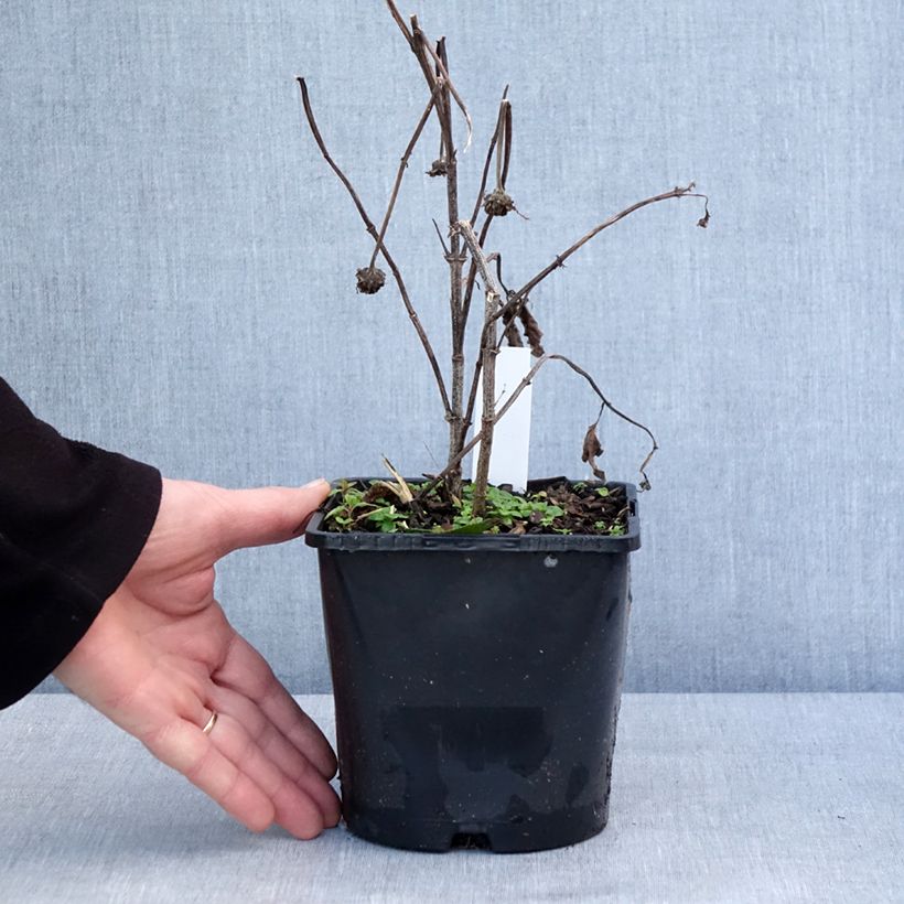 Heliopsis helianthoides Luna Roja 2L/3L pot sample as delivered in winter