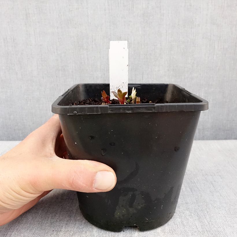 Heliopsis helianthoides Luna Roja 2L/3L pot sample as delivered in spring