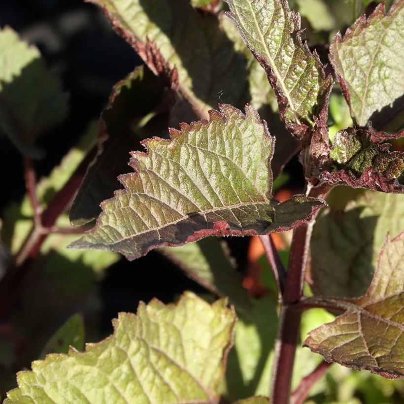 Heliopsis helianthoides var. scabra Punto Rosso (Foliage)