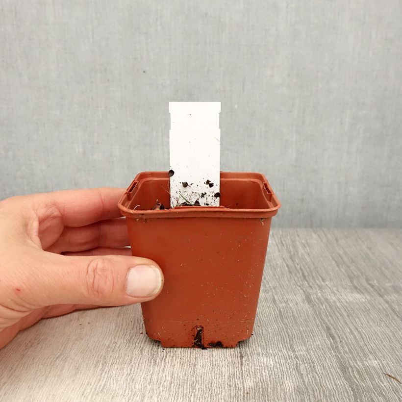 Heliopsis helianthoides var. scabra Punto Rosso 8/9 cm pot sample as delivered in spring