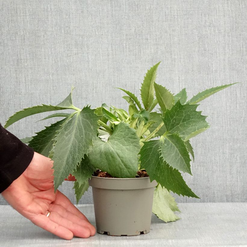 Helleborus argutifolius 12cm pot sample as delivered in winter