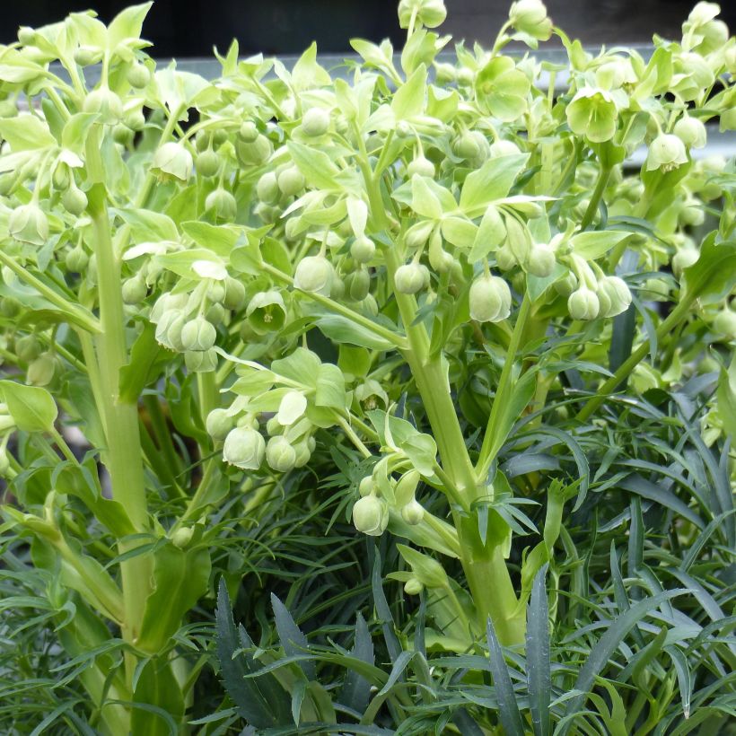 Helleborus foetidus Bowless Form (Plant habit)