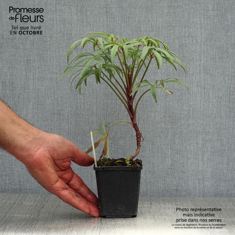 Helleborus foetidus Wester Flisk 8/9 cm pot sample as delivered in autumn