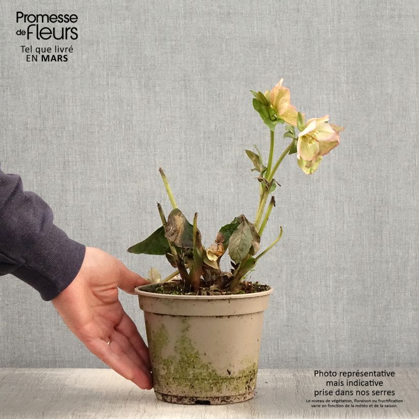 Helleborus Ice N' Roses Marbled Maddy Marble - Hellebore 2L/3L pot sample as delivered in spring