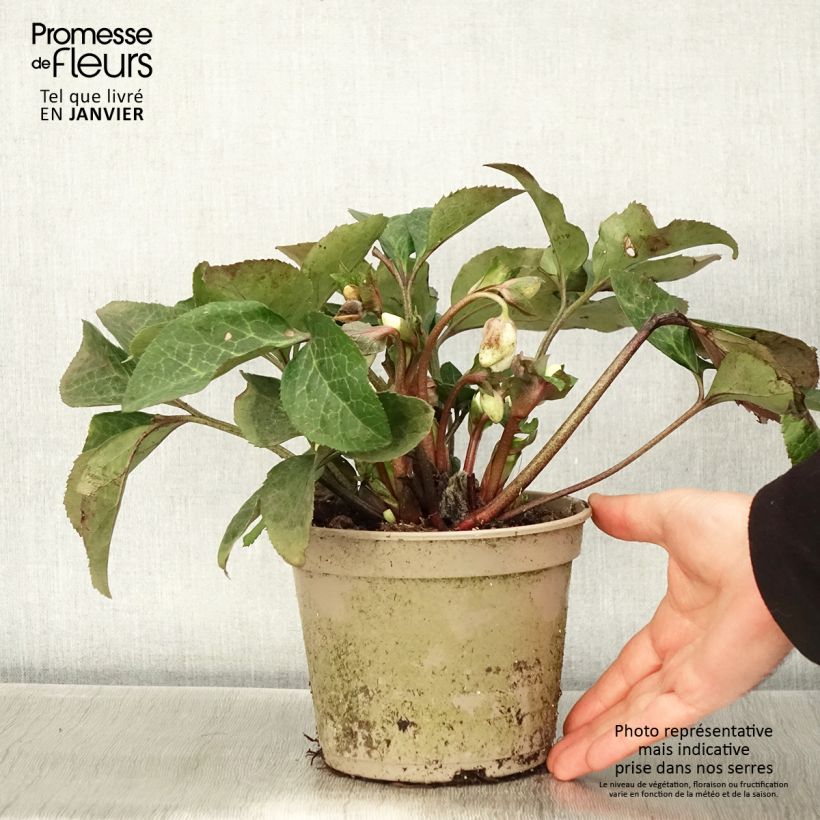 Helleborus Ice N' Roses Marbled Mary Marble - Hellebore 2L/3L pot sample as delivered in winter