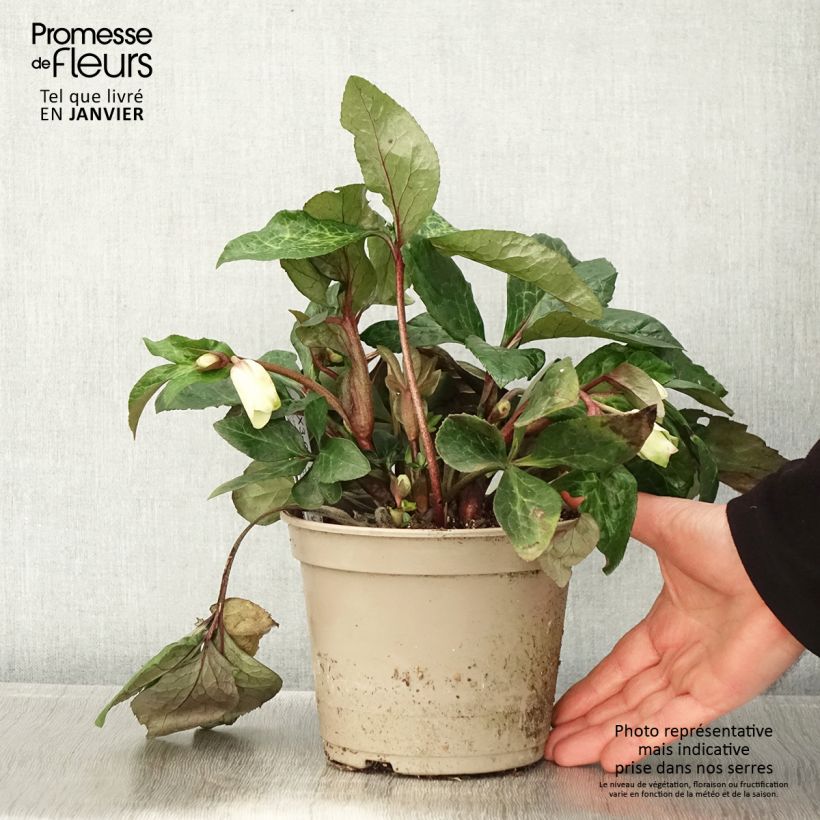 Helleborus Ice N' Roses Marbled Milla Marble - Hellebore 2L/3L pot sample as delivered in winter