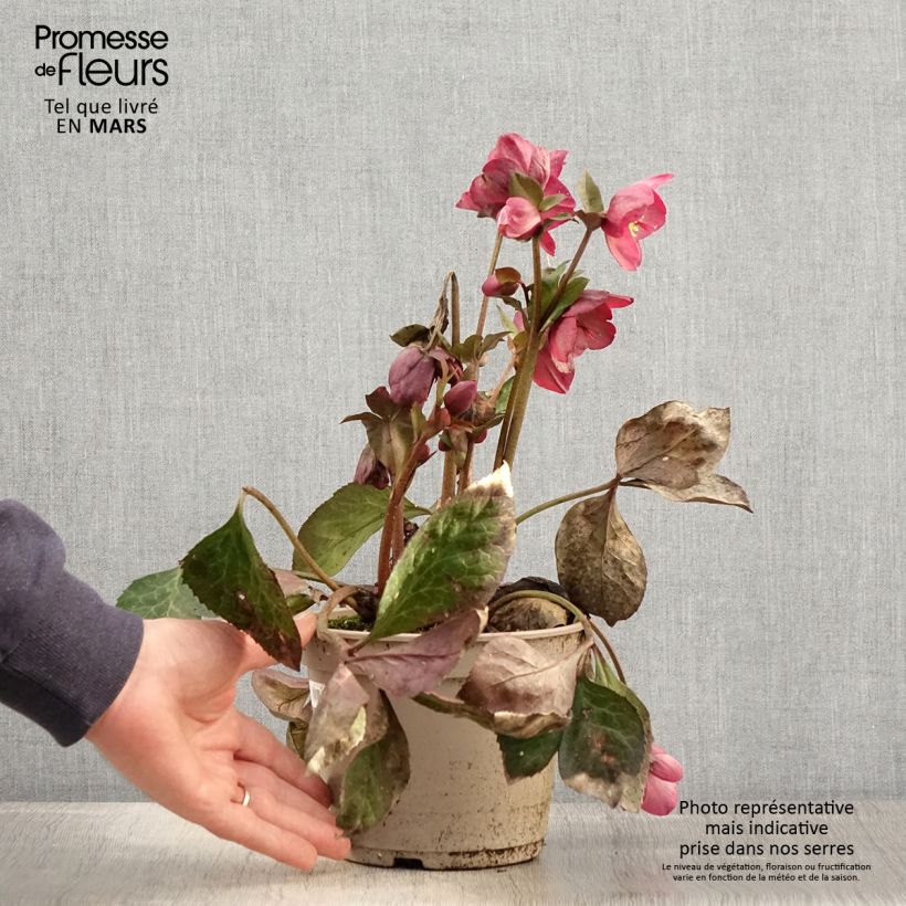 Helleborus Ice N' Roses Marbled Mindy Marble - Hellebore 2L/3L pot sample as delivered in spring