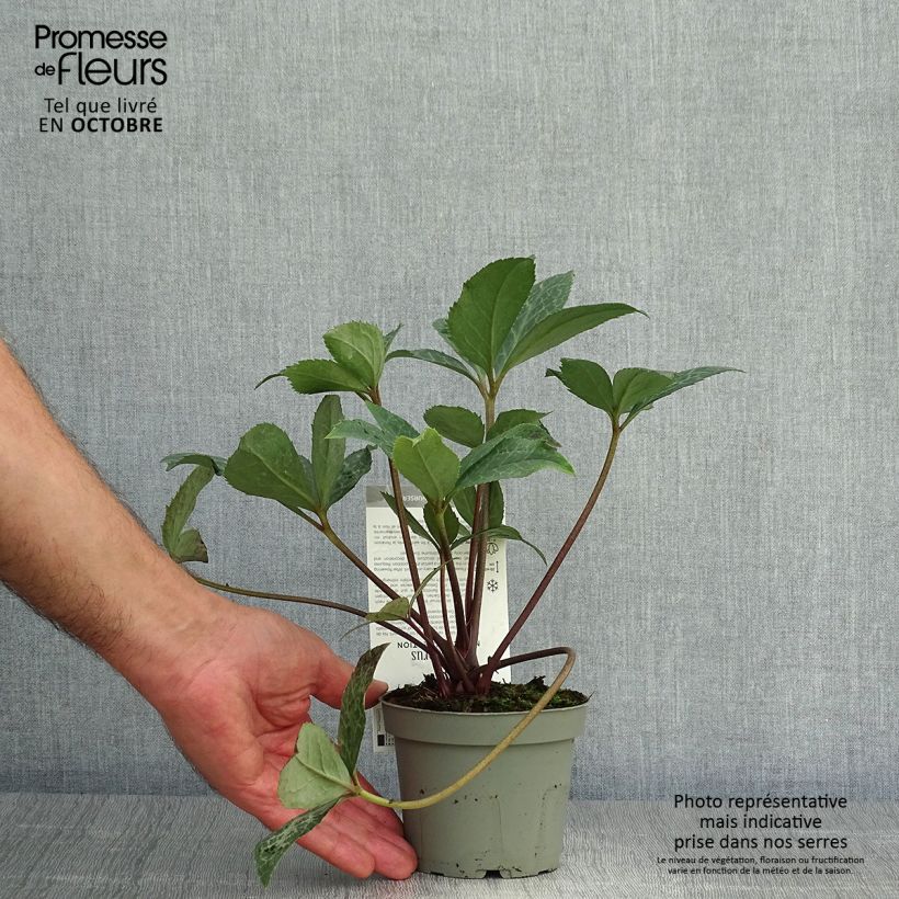 Helleborus ericsmithii Magic Leaves 10cm/11cm pot sample as delivered in autumn