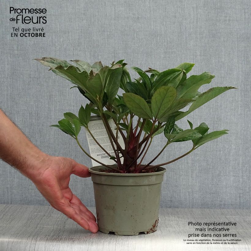 Helleborus ericsmithii Magic Leaves 2L/3L pot sample as delivered in autumn