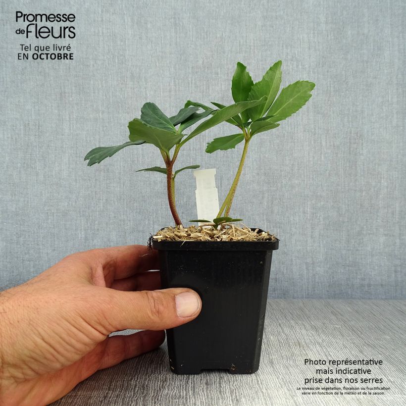 Helleborus niger - Christmas Rose 8/9 cm pot sample as delivered in autumn