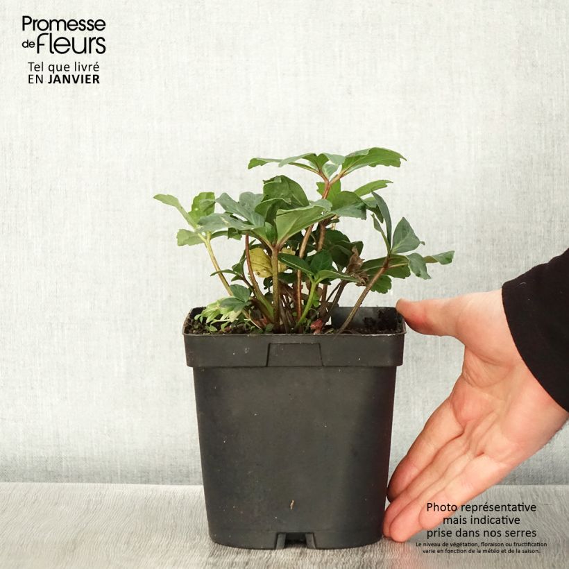 Helleborus niger - Christmas Rose 2L/3L pot sample as delivered in winter