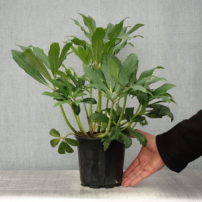 Helleborus niger - Christmas Rose 2L/3L pot sample as delivered in spring