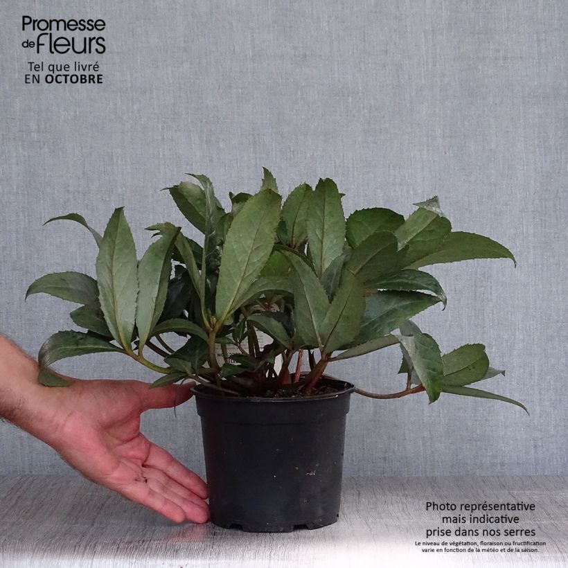 Helleborus x nigercors Emma 2L/3L pot sample as delivered in autumn