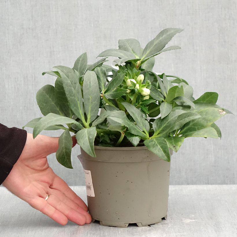 Helleborus (x) ericsmithii Sid Ice® 2L/3L pot sample as delivered in autumn