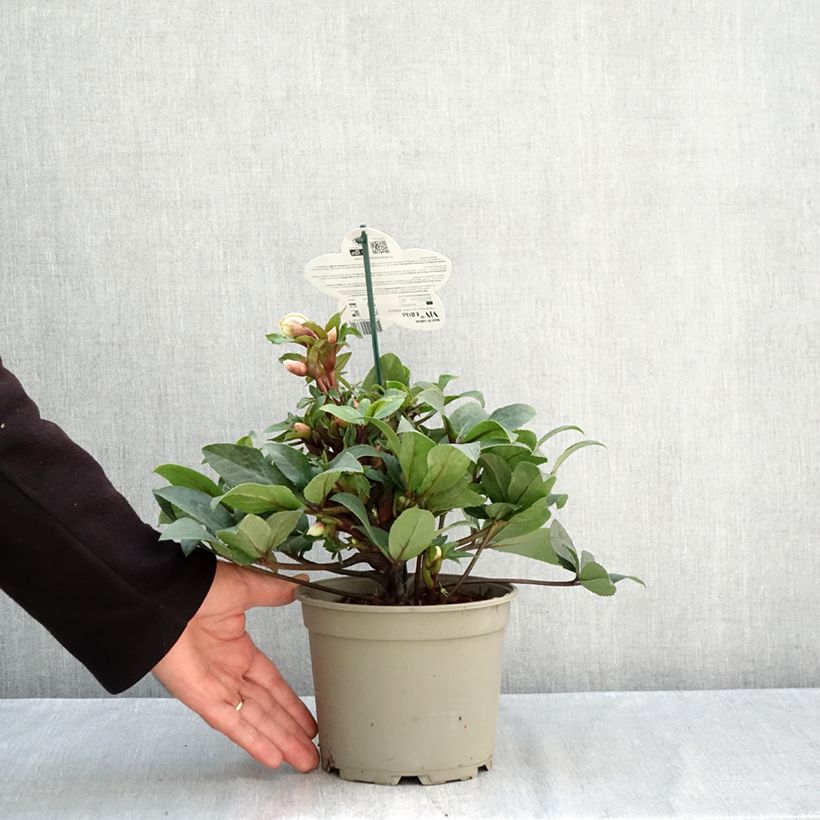Helleborus hybridus (orientalis) ViV Olivia 1L/1.5L pot sample as delivered in autumn