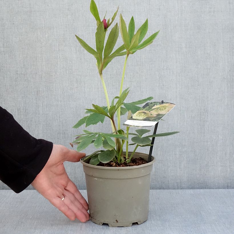 Helleborus hybridus Apricot 2L/3L pot sample as delivered in spring