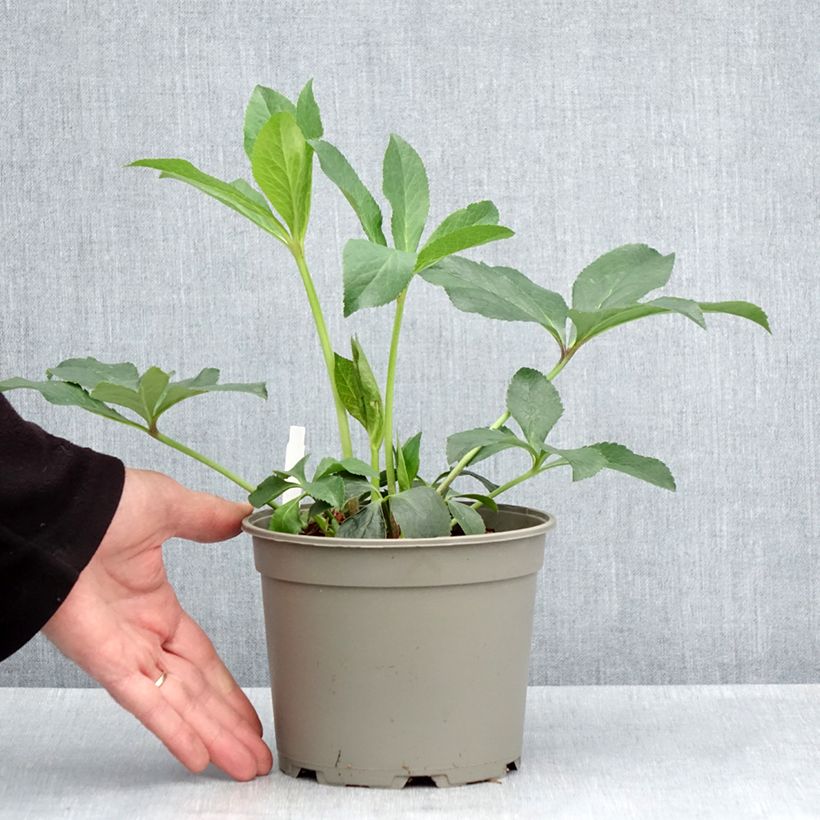 Helleborus hybridus Anemone Picotee 2L/3L pot sample as delivered in spring