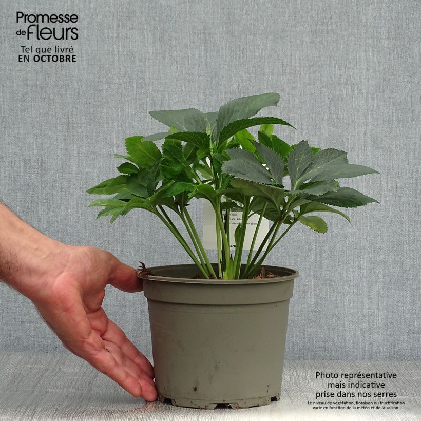 Helleborus hybridus Anemone Pink 2L/3L pot sample as delivered in autumn