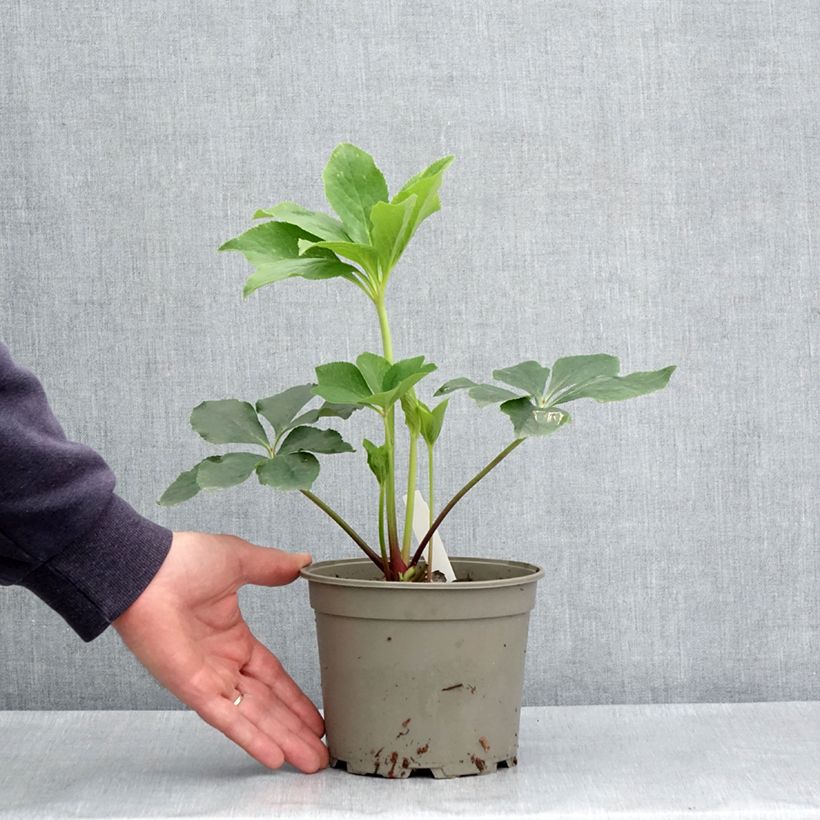 Helleborus hybridus Anemone Green 2L/3L pot sample as delivered in spring