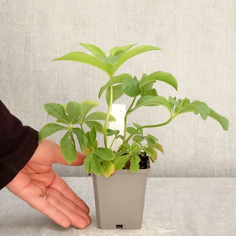 Helleborus Aubergine 8/9 cm pot sample as delivered in spring