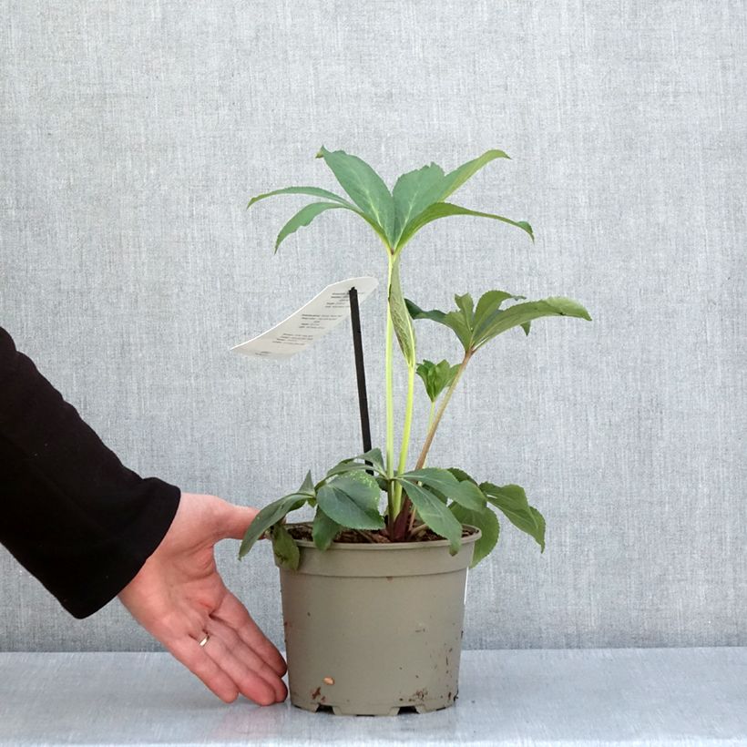 Helleborus hybridus White with Red Centre 2L/3L pot sample as delivered in spring