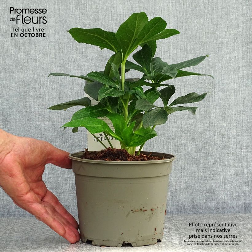 Helleborus hybridus Double Aubergine White Edge 2L/3L pot sample as delivered in autumn
