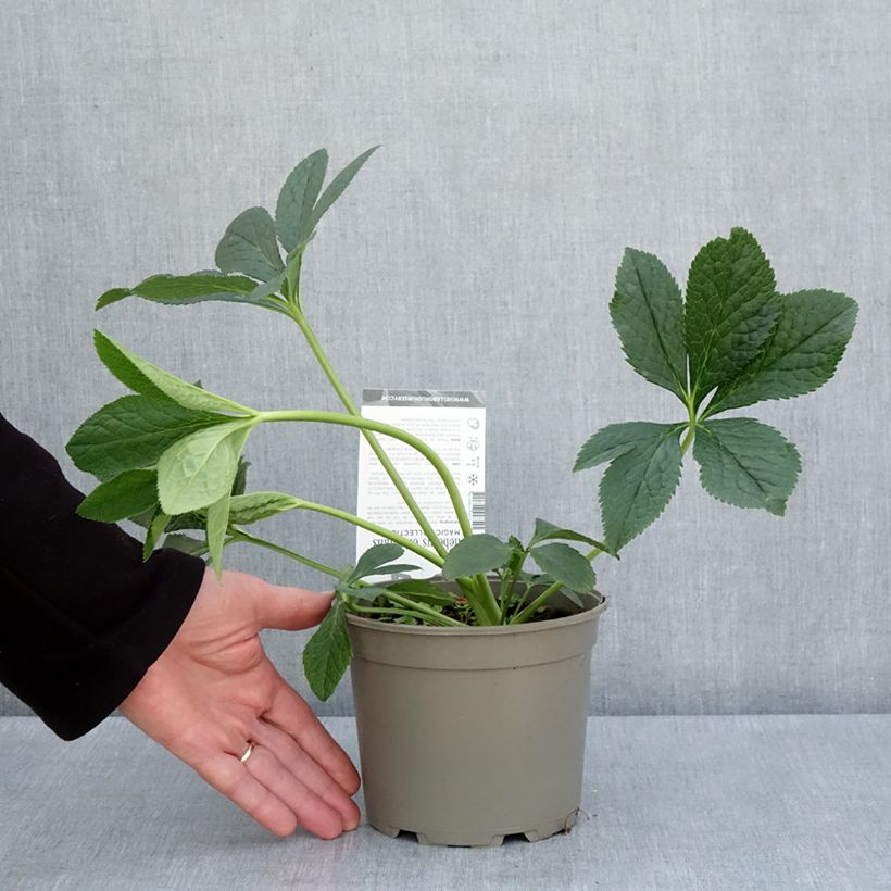 Helleborus hybridus Double Aubergine White Edge 2L/3L pot sample as delivered in spring