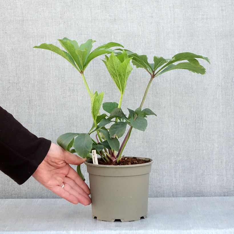 Helleborus hybridus Double Yellow Spotted 2L/3L pot sample as delivered in spring