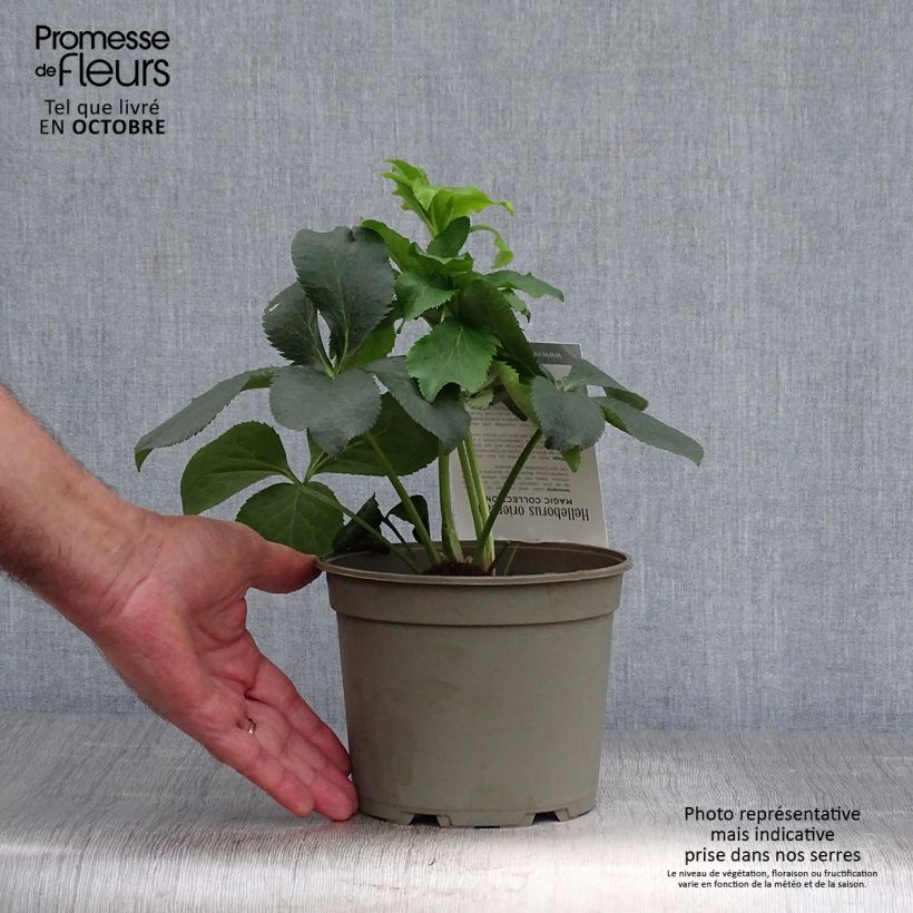 Helleborus hybridus Double Picotee 2L/3L pot sample as delivered in autumn