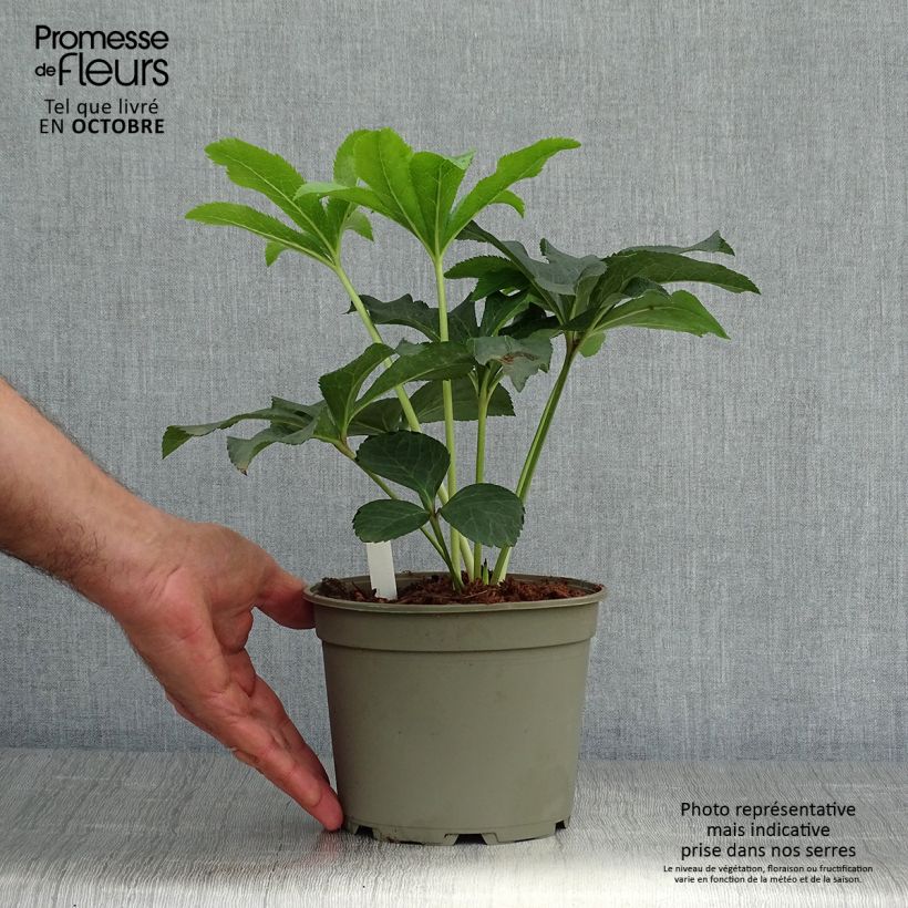 Helleborus hybridus double red 2L/3L pot sample as delivered in autumn