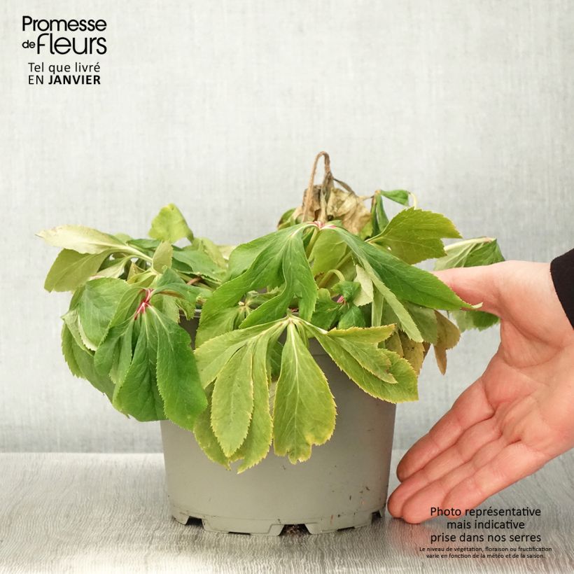 Helleborus hybridus Special Pink 2L/3L pot sample as delivered in winter