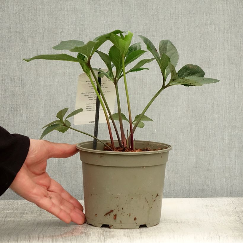 Helleborus hybridus Yellow Spotted 2L/3L pot sample as delivered in autumn