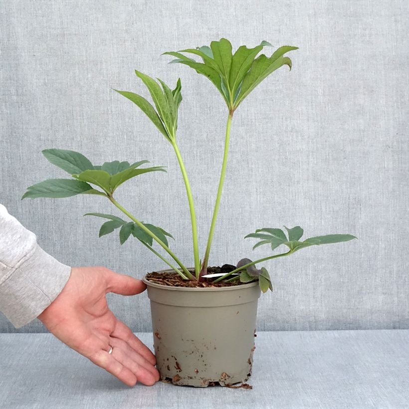 Helleborus hybridus Magic Apricot guttatus 2L/3L pot sample as delivered in spring