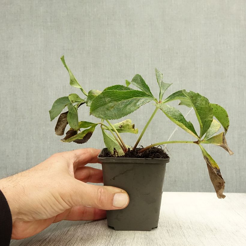 Helleborus orientalis Mix 8/9 cm pot sample as delivered in autumn