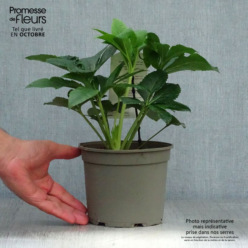 Helleborus hybridus pink green centre 2L/3L pot sample as delivered in autumn