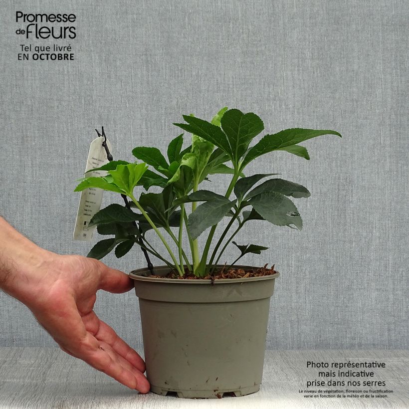 Helleborus hybridus Pink Spotted 2L/3L pot sample as delivered in autumn