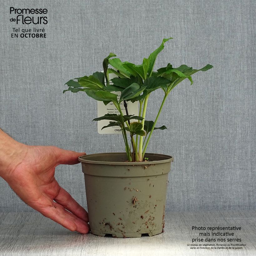 Helleborus hybridus Super Yellow 2L/3L pot sample as delivered in autumn