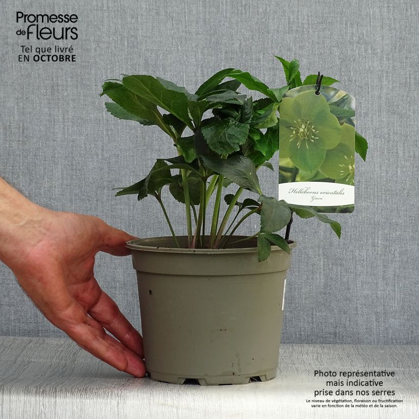 Helleborus hybridus Green-flowered 2L/3L pot sample as delivered in autumn